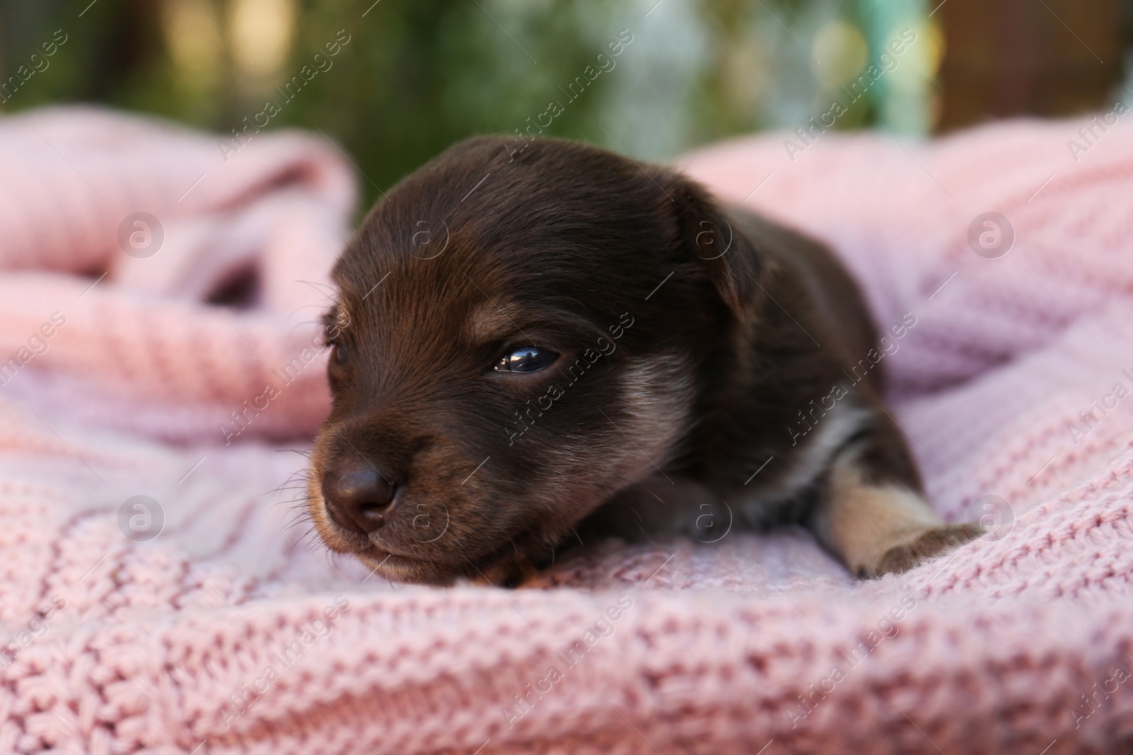 Photo of Cute puppy lying on pink knitted blanket, closeup