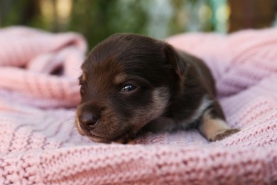 Photo of Cute puppy lying on pink knitted blanket, closeup