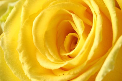 Beautiful rose with yellow petals as background, macro view