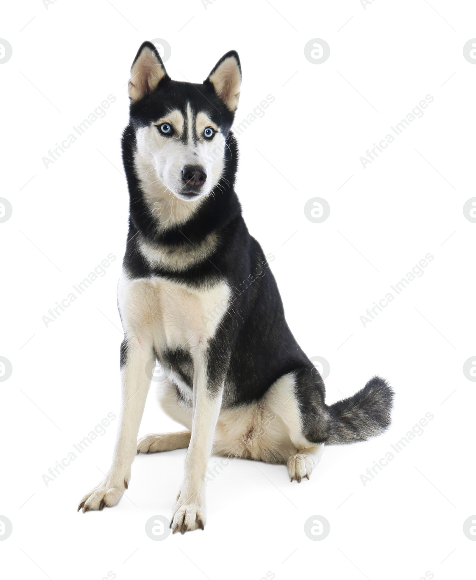 Photo of Cute Siberian Husky dog isolated on white