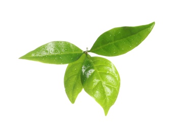 Photo of Fresh green coffee leaves isolated on white