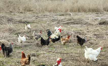 Photo of Flock of chickens and rooster in countryside