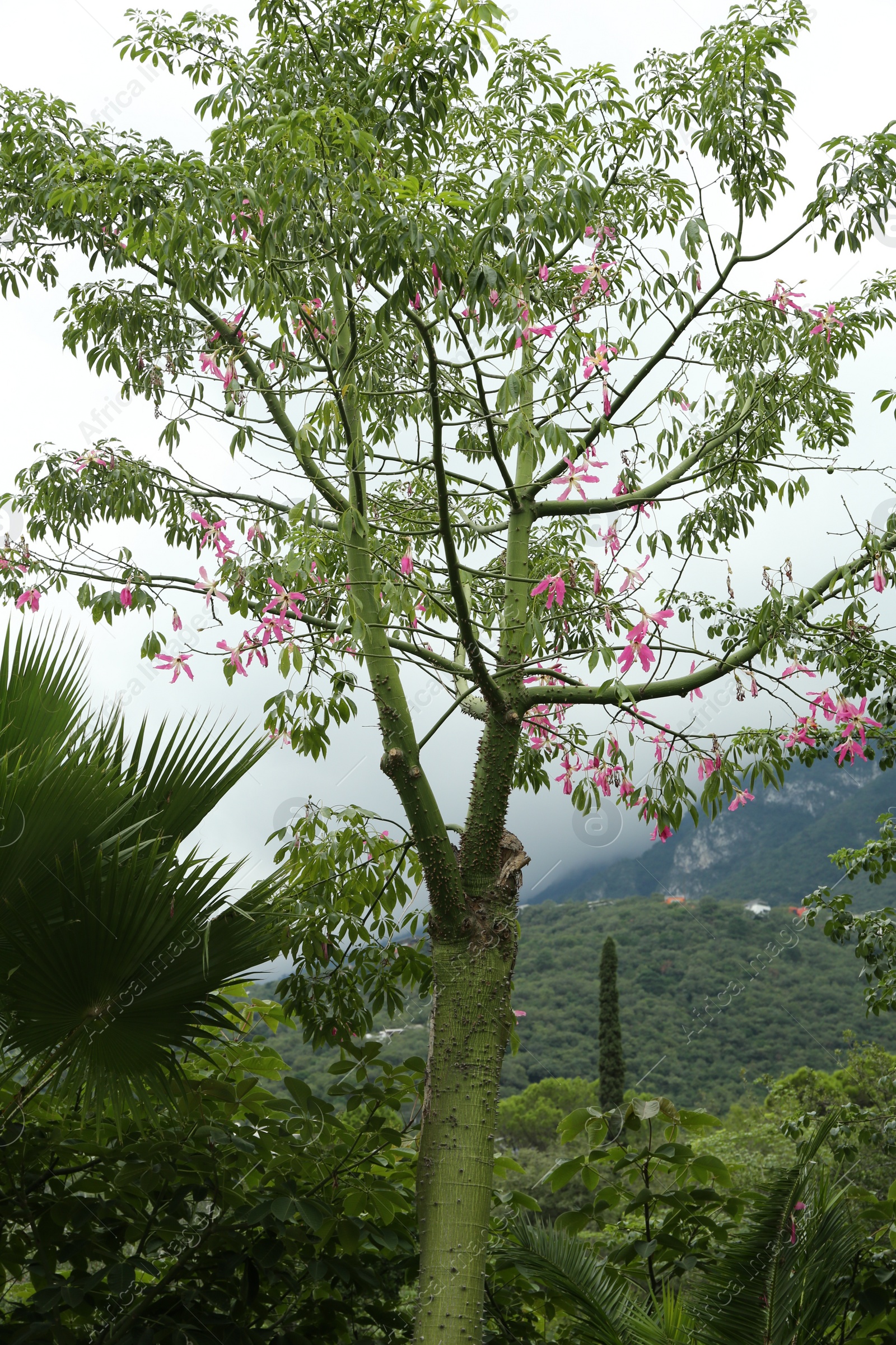 Photo of Beautiful floss silk tree and green plants in mountains
