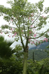 Beautiful floss silk tree and green plants in mountains