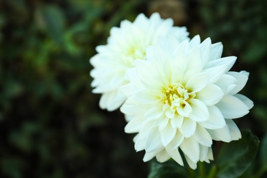 Photo of Beautiful blooming white dahlia flowers in garden, closeup