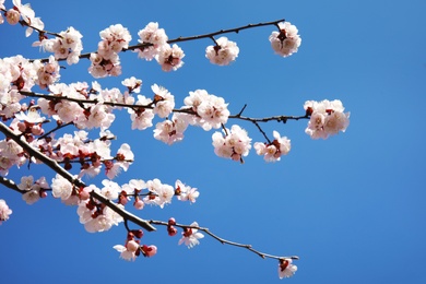 Photo of Closeup view of blossoming apricot tree on sunny day outdoors. Springtime