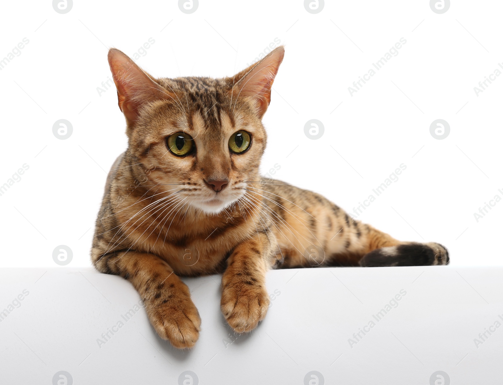 Photo of Cute Bengal cat on white background. Adorable pet