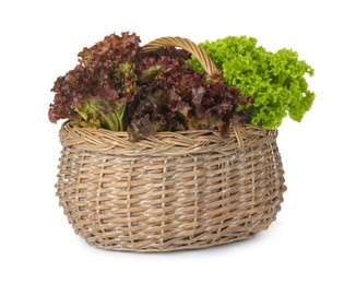 Basket with different sorts of lettuce on white background