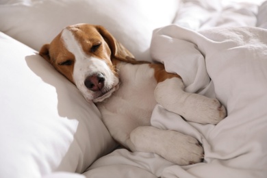 Photo of Cute Beagle puppy sleeping in bed. Adorable pet