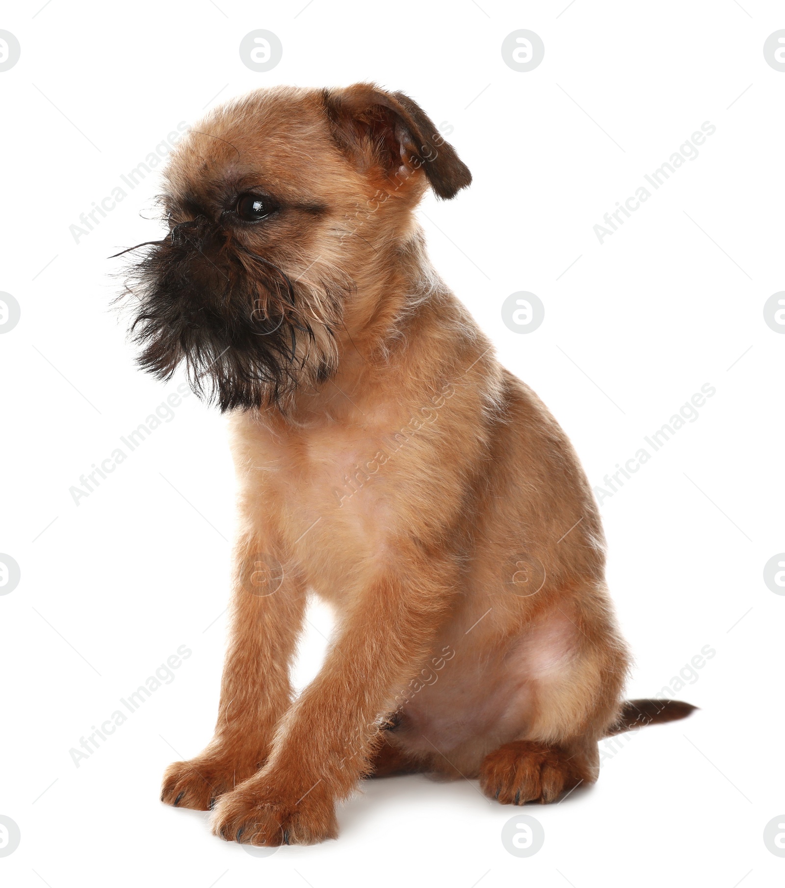 Photo of Studio portrait of funny Brussels Griffon dog on white background