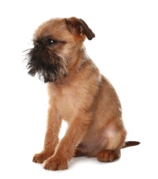 Studio portrait of funny Brussels Griffon dog on white background