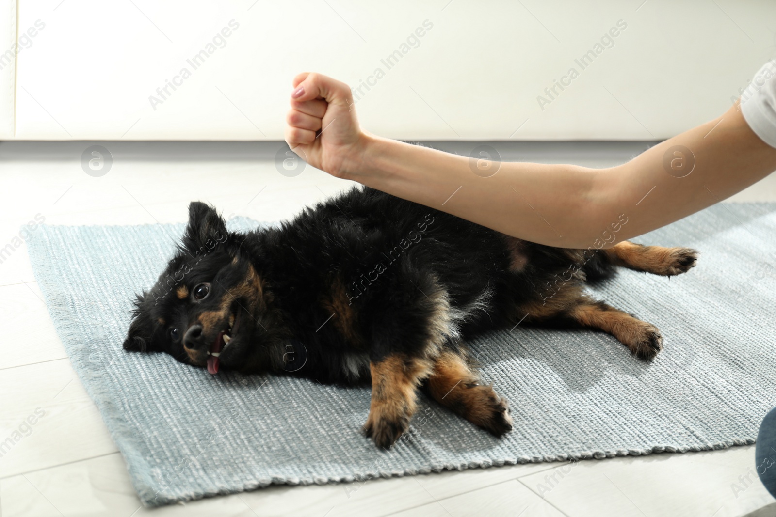 Photo of Woman beating dog at home, closeup. Domestic violence against pets