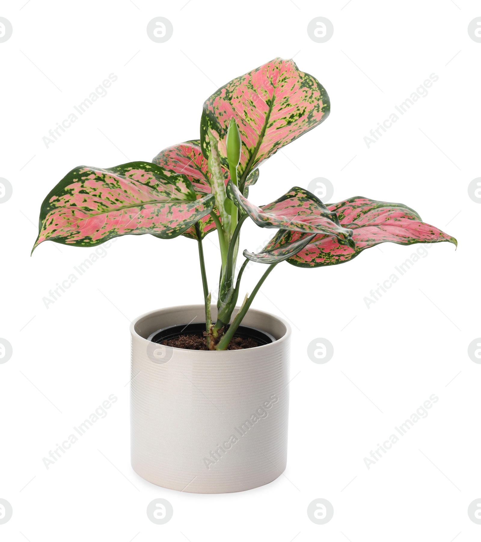 Photo of Beautiful Aglaonema plant in flowerpot isolated on white. House decor