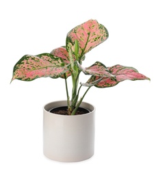 Photo of Beautiful Aglaonema plant in flowerpot isolated on white. House decor