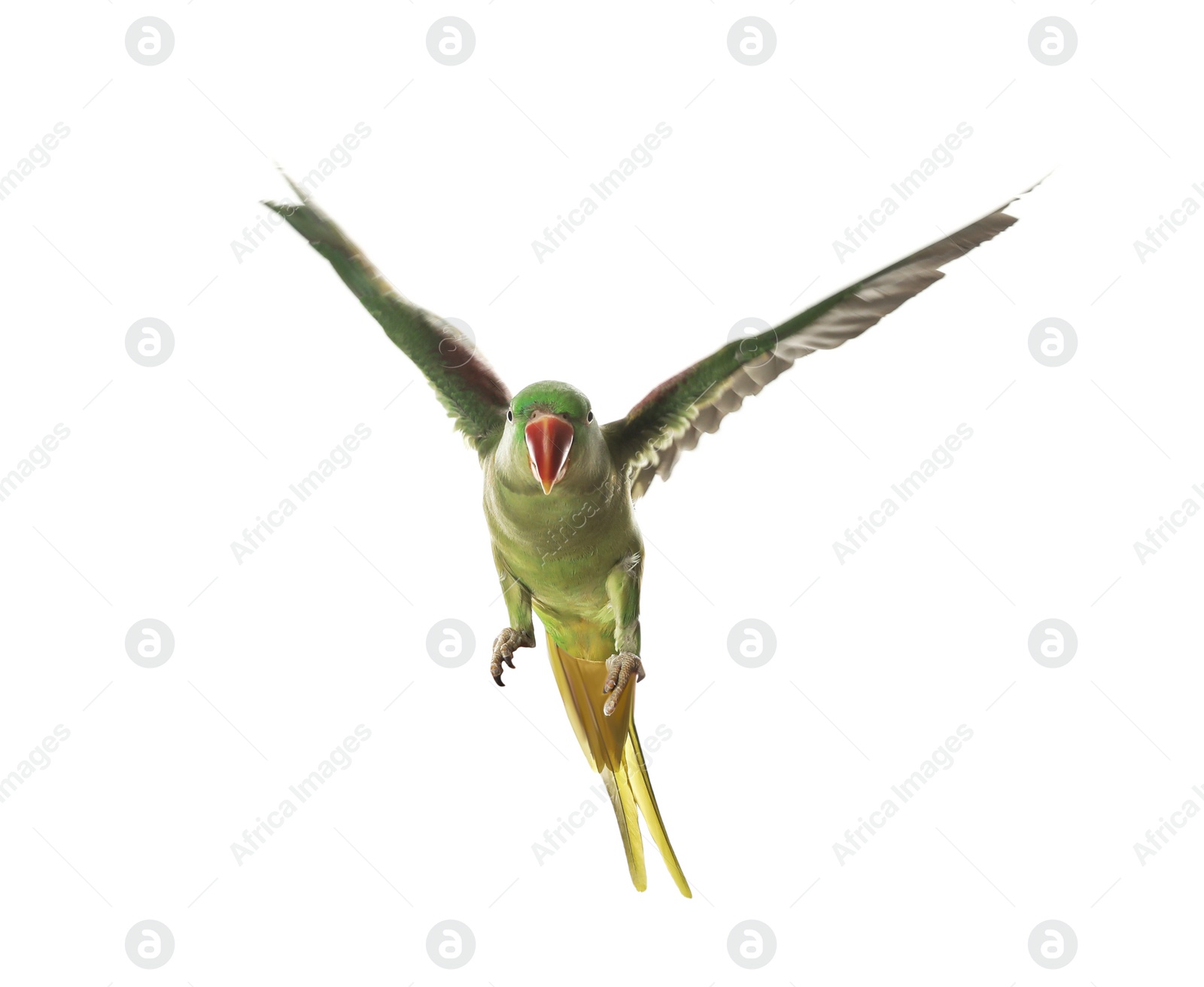 Photo of Beautiful Alexandrine parakeet flying isolated on white