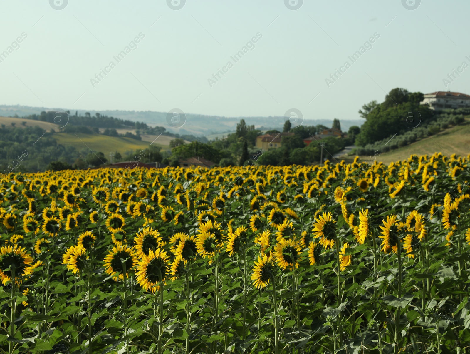 Photo of Amazing landscape with blooming sunflower field on sunny day