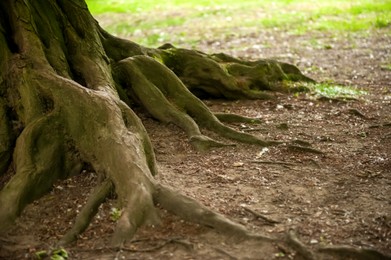 Photo of Tree roots visible through soil in forest