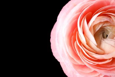 Photo of Beautiful fresh ranunculus flower on black background, closeup. Space for text
