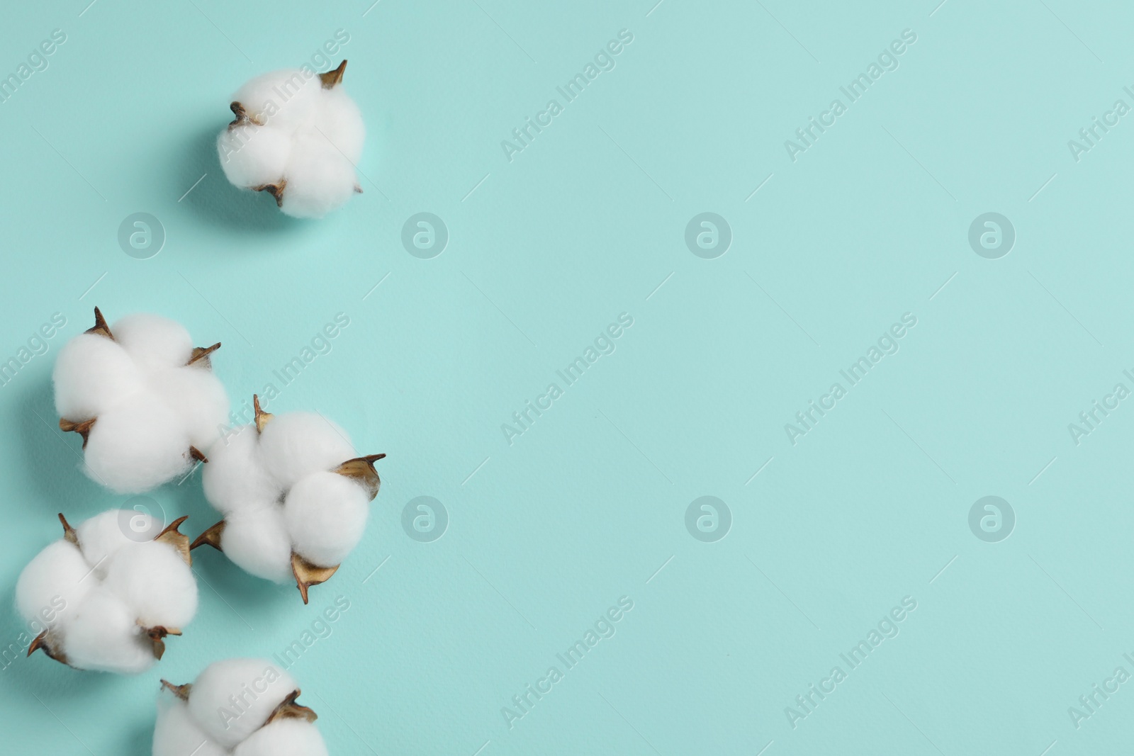 Photo of Beautiful cotton fluffy flowers on turquoise background, flat lay. Space for text
