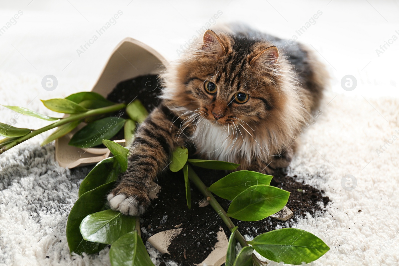 Photo of Cat near overturned houseplant on light carpet at home