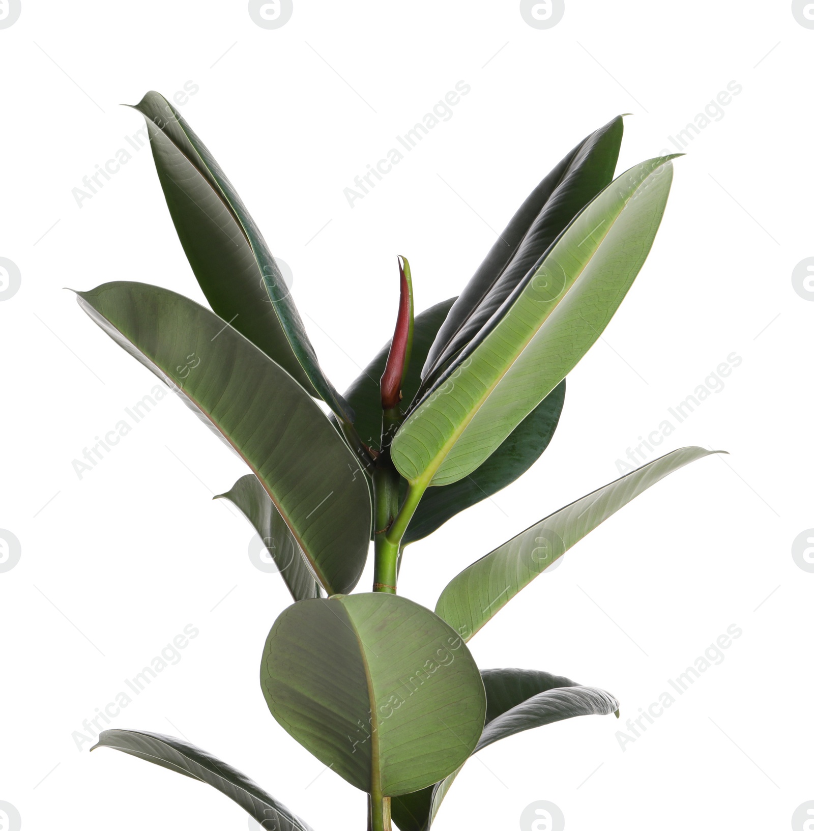 Photo of Ficus elastica plant with fresh green leaves on white background