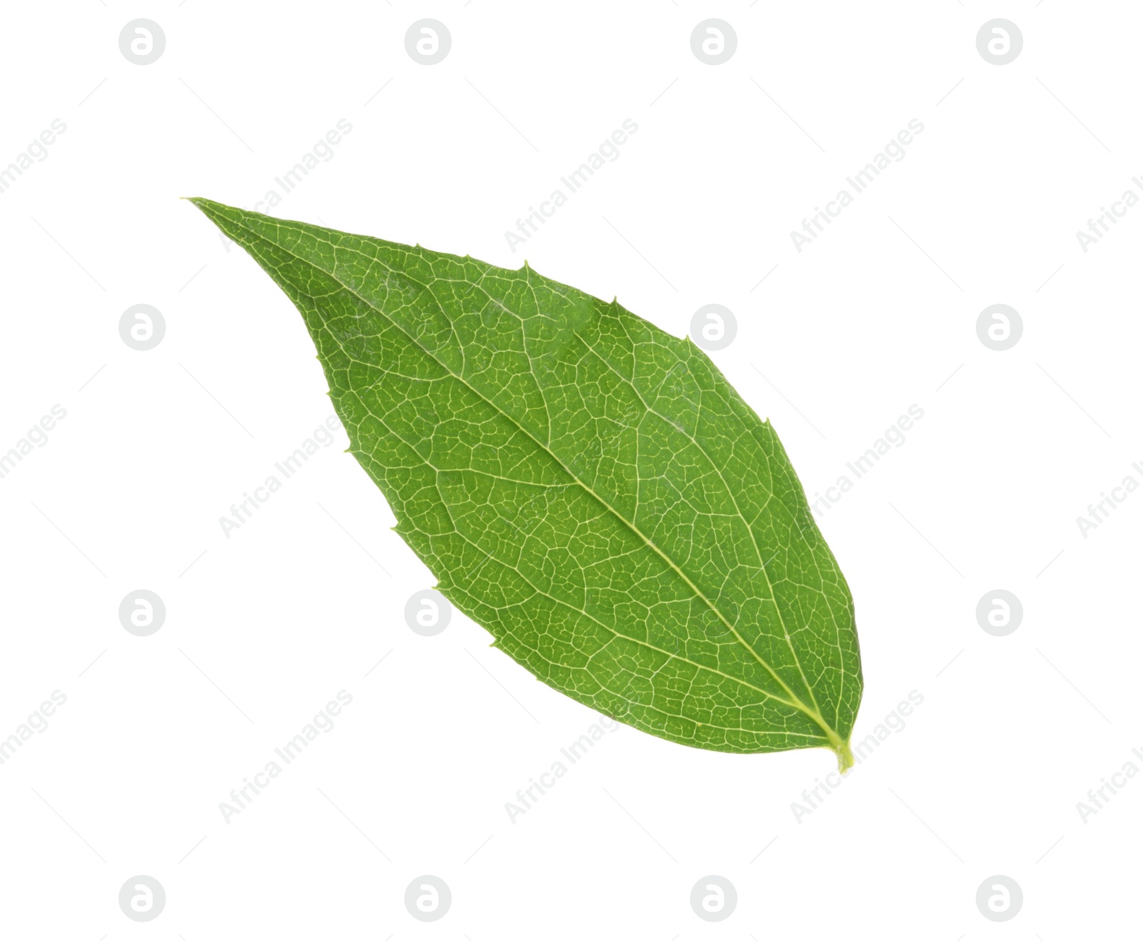 Photo of Fresh green jasmine leaf isolated on white