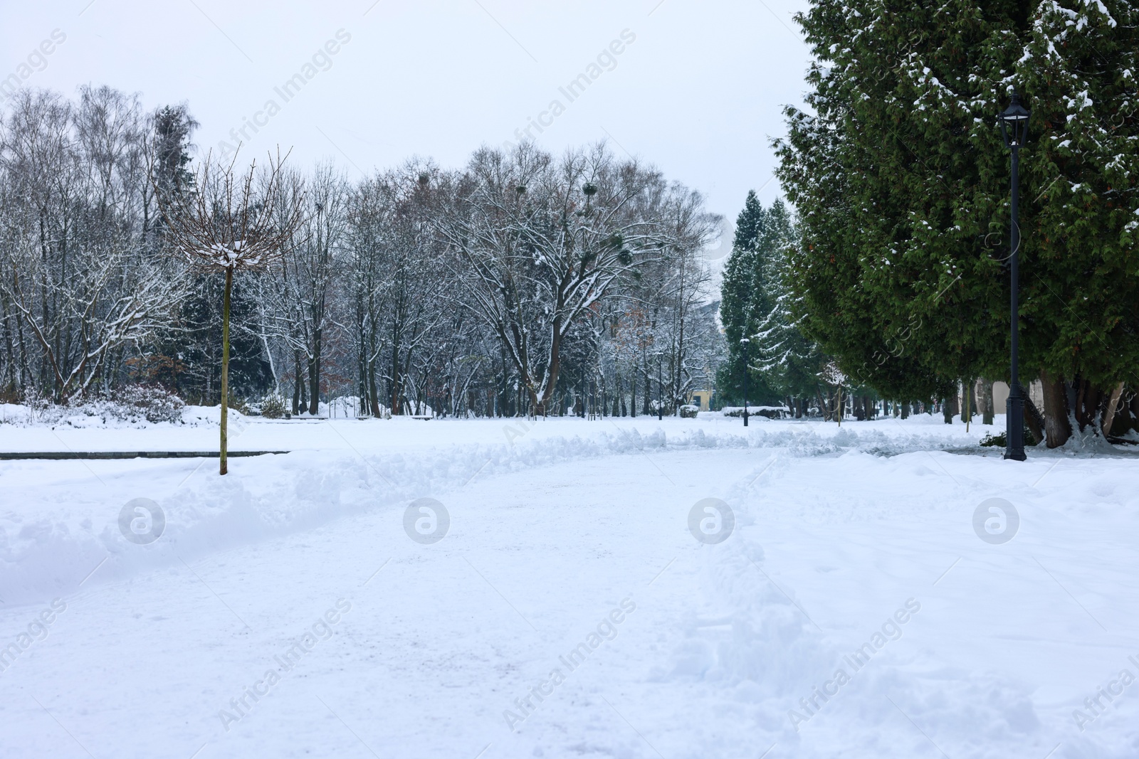 Photo of Fluffy snow and beautiful trees in winter park