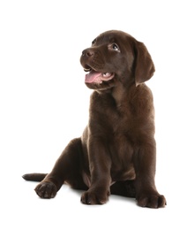 Photo of Chocolate Labrador Retriever puppy on white background