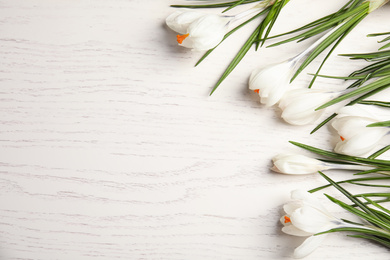 Beautiful spring crocus flowers on white wooden table, flat lay. Space for text