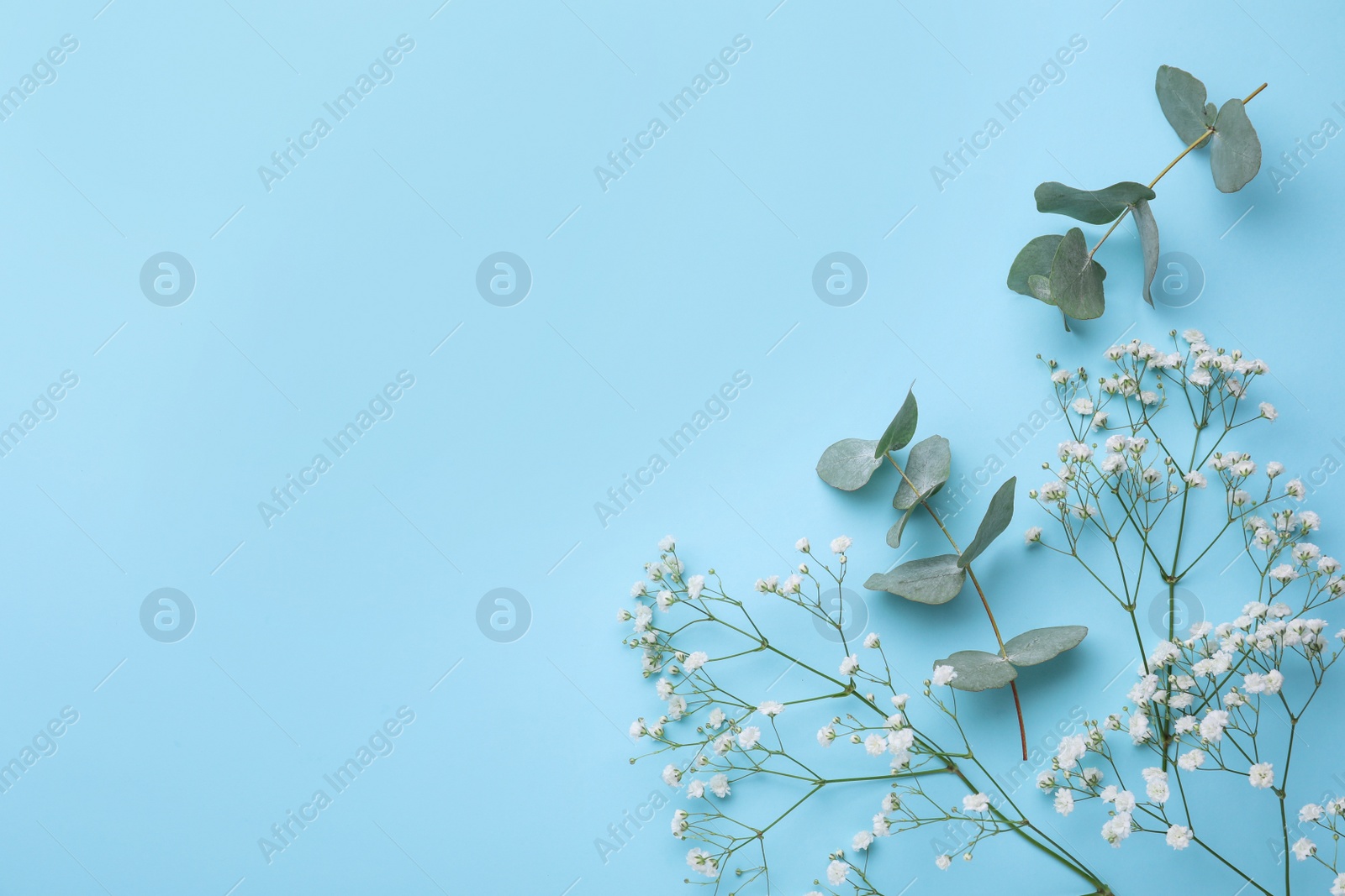 Photo of Beautiful gypsophila and eucalyptus on light blue background, flat lay. Space for text