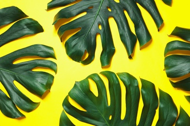 Green fresh monstera leaves on color background, flat lay. Tropical plant