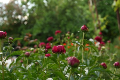 Photo of Beautiful peony plants with burgundy buds outdoors