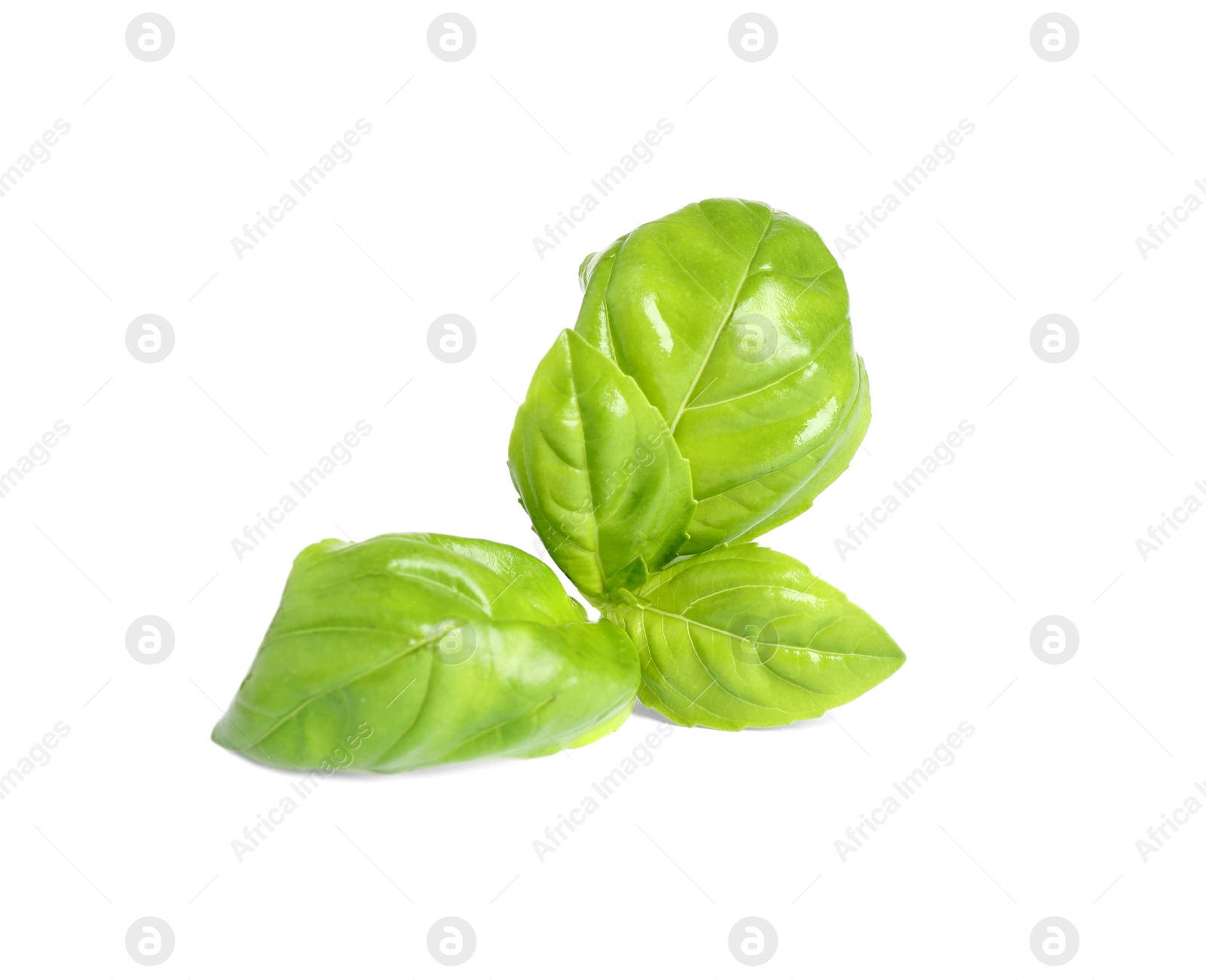 Photo of Fresh green basil leaves isolated on white