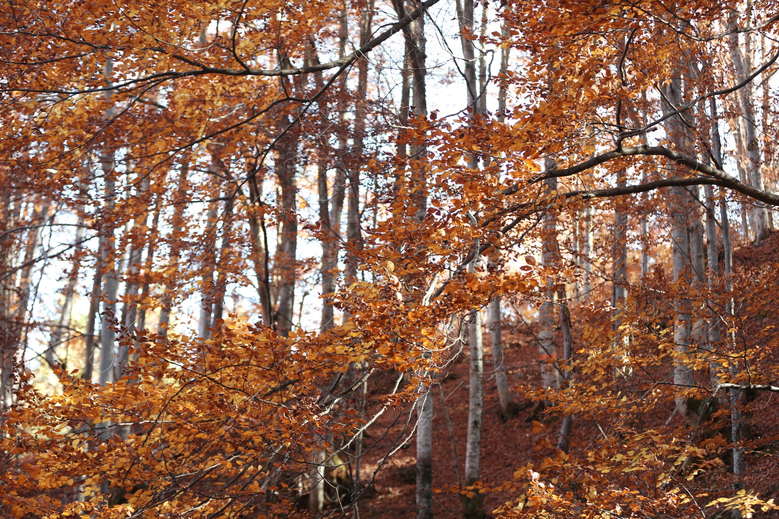 Photo of Beautiful trees with color leaves in autumn forest