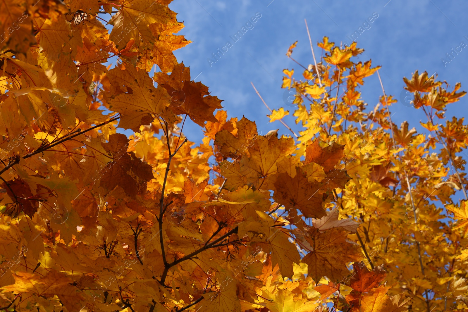 Photo of Beautiful tree with orange leaves and blue sky outdoors, low angle view. Autumn season