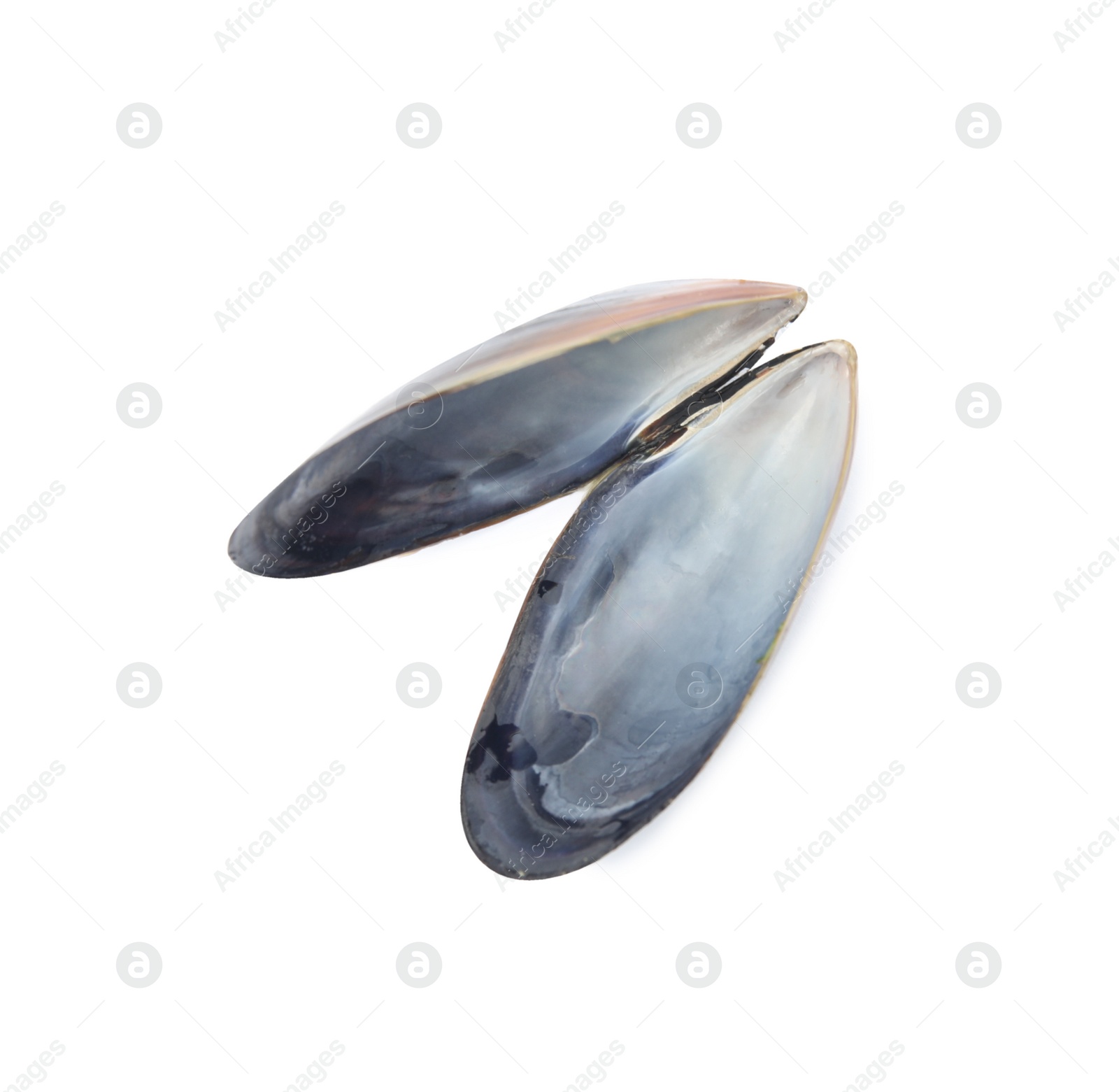 Photo of Open empty mussel shell isolated on white, top view