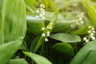 Beautiful fragrant lily of the valley as background