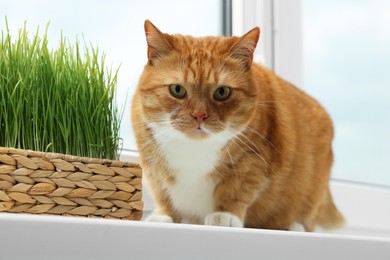Cute ginger cat near green grass on windowsill indoors