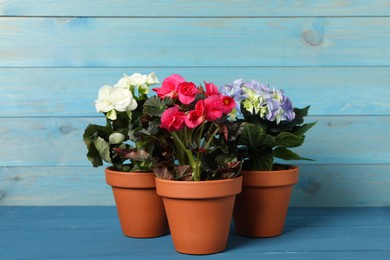 Different beautiful blooming plants in flower pots on blue wooden table