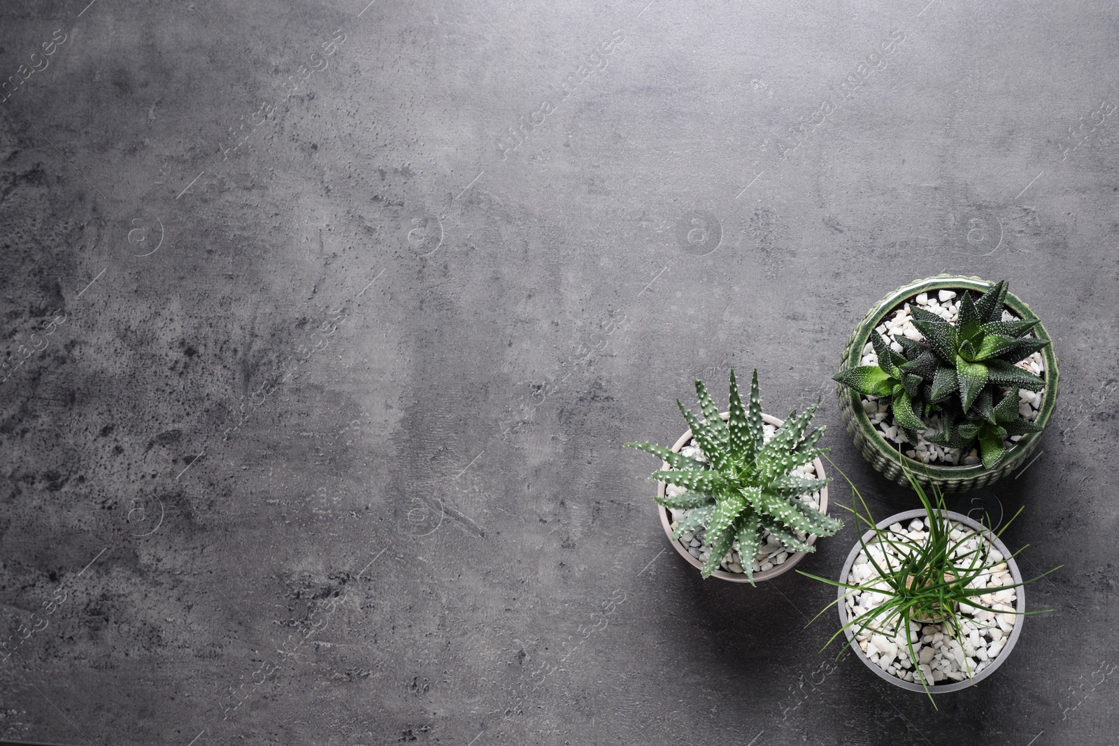 Photo of Beautiful Aloe, Haworthia and Nolina in pots on grey table, flat lay with space for text. Different house plants