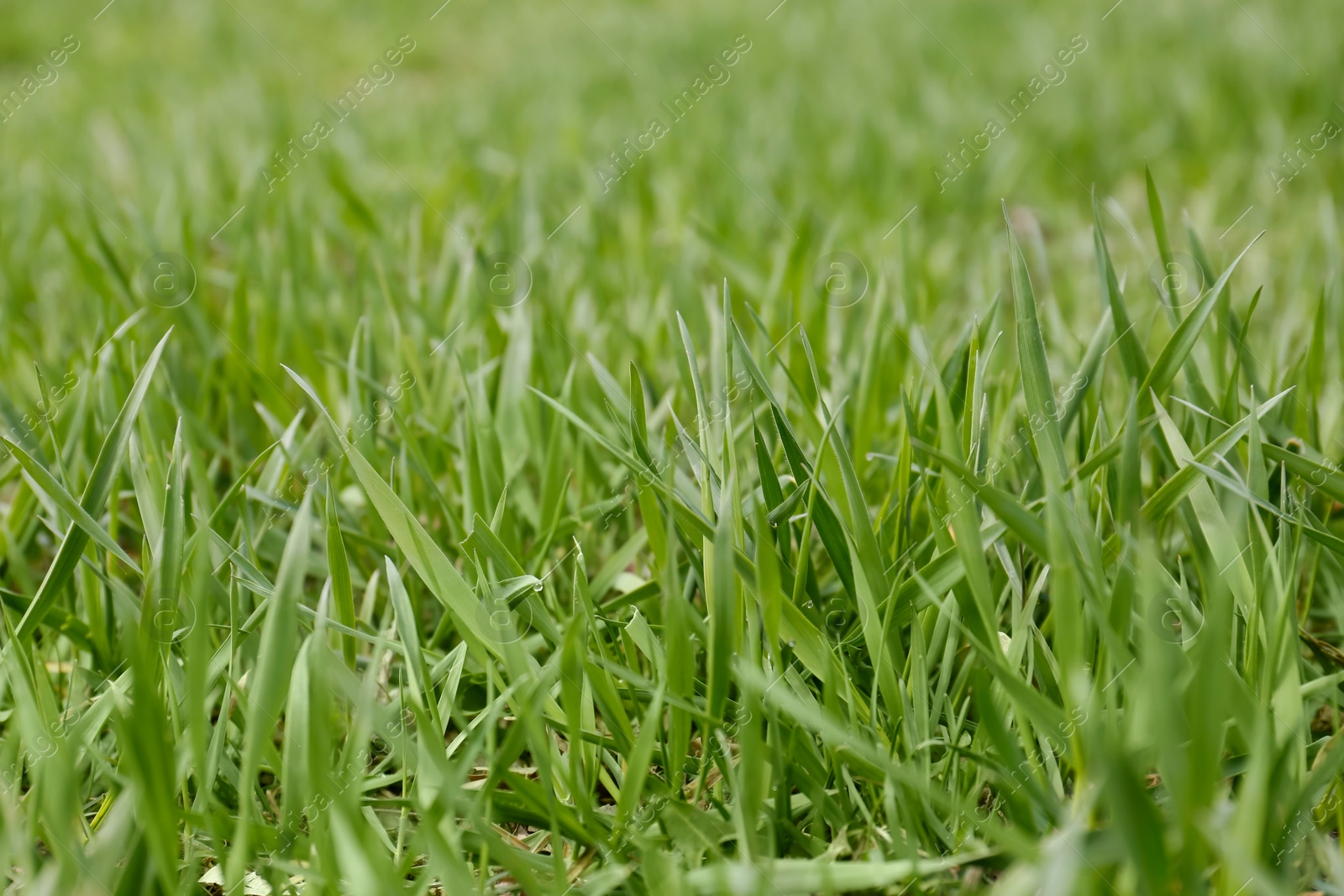 Photo of Green lawn with fresh grass outdoors, closeup