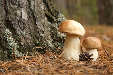 Photo of Porcini mushrooms and cone in forest, closeup