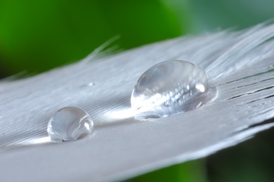 Photo of Macro photo of water drops on white feather against blurred background