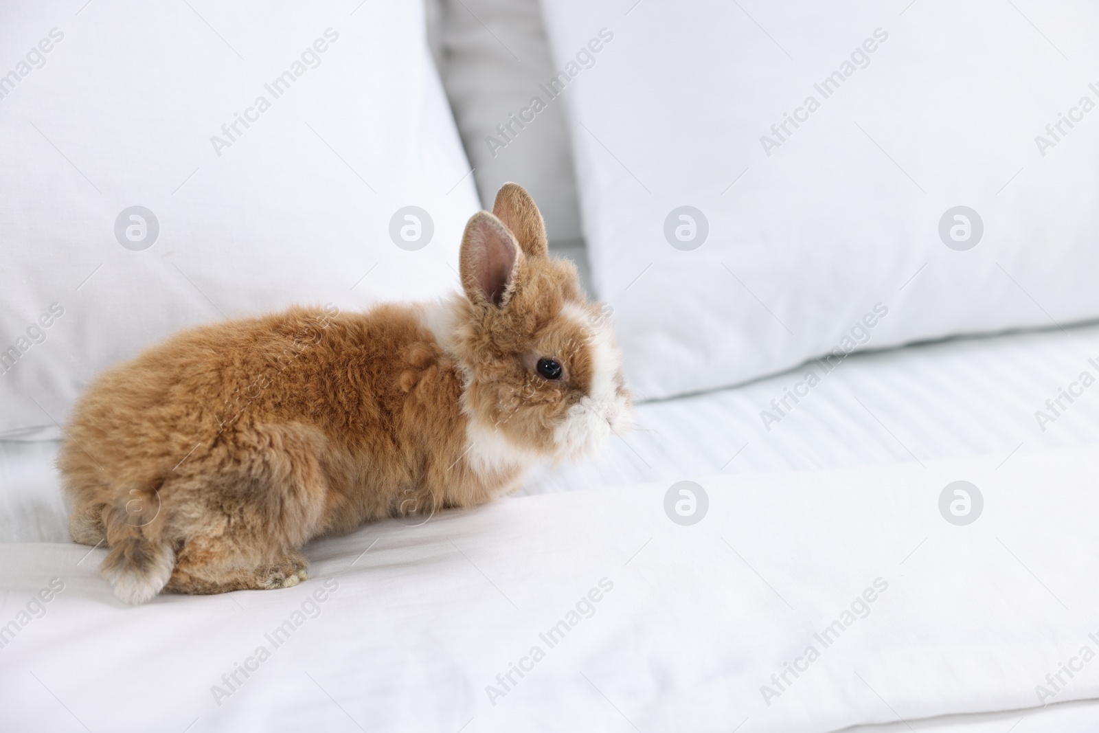 Photo of Cute fluffy pet rabbit on bed. Space for text