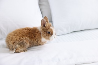 Photo of Cute fluffy pet rabbit on bed. Space for text