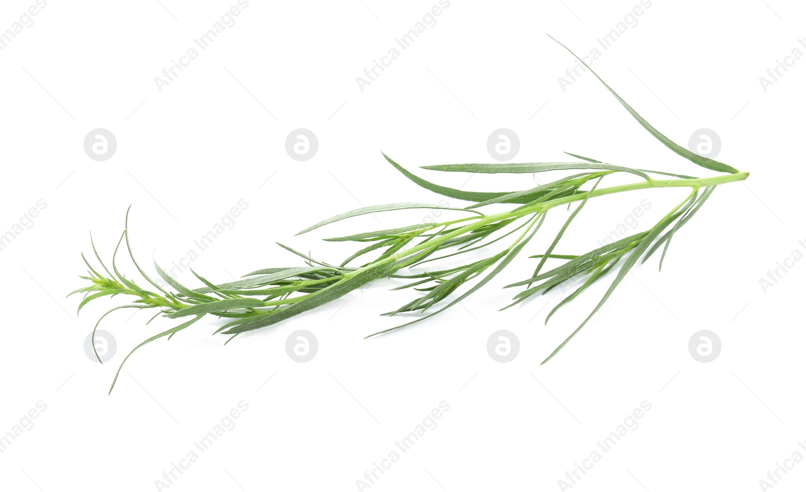 Photo of One sprig of fresh tarragon on white background