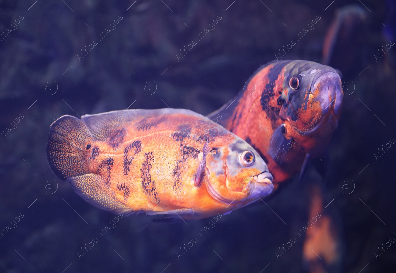 Photo of Bright oscar fish swimming in clear aquarium