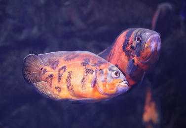 Photo of Bright oscar fish swimming in clear aquarium