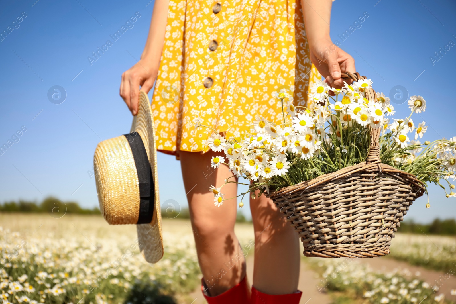 Photo of Woman with straw hat and wicker basket full of chamomiles walking near field on sunny day, closeup