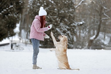 Beautiful young woman playing with adorable Labrador Retriever on winter day outdoors